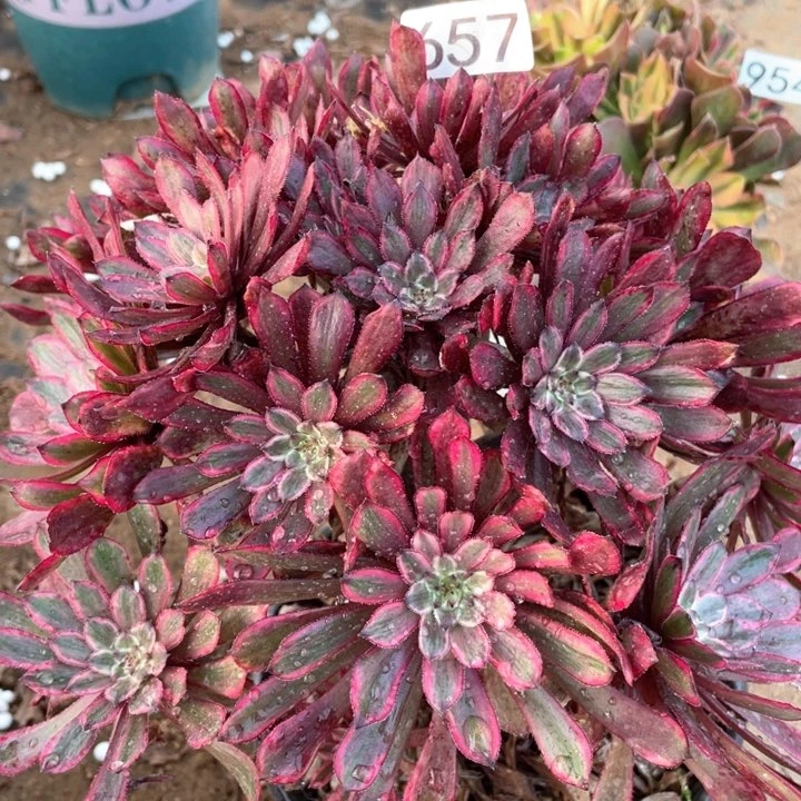 657多肉植物紫霞仙子