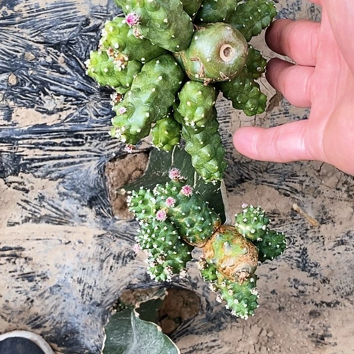 多***肉淘汰郎/脱土脱盆20包邮/