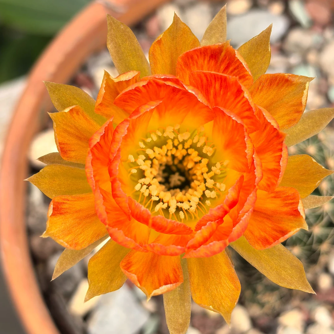 #03橙花火焰纹丽花仙人球勤花好养开花机器仙人掌