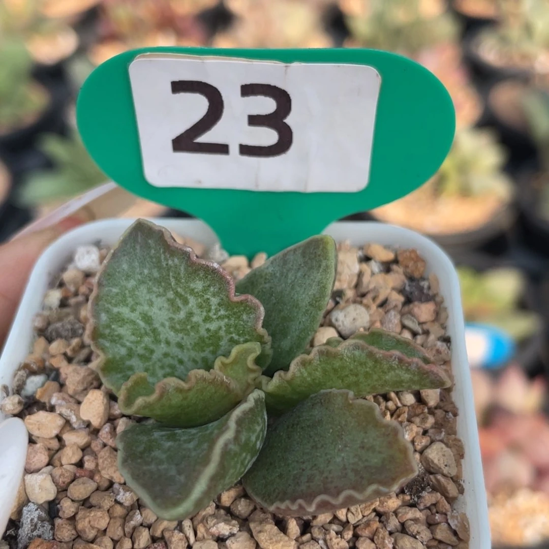 大波浪园艺1号。