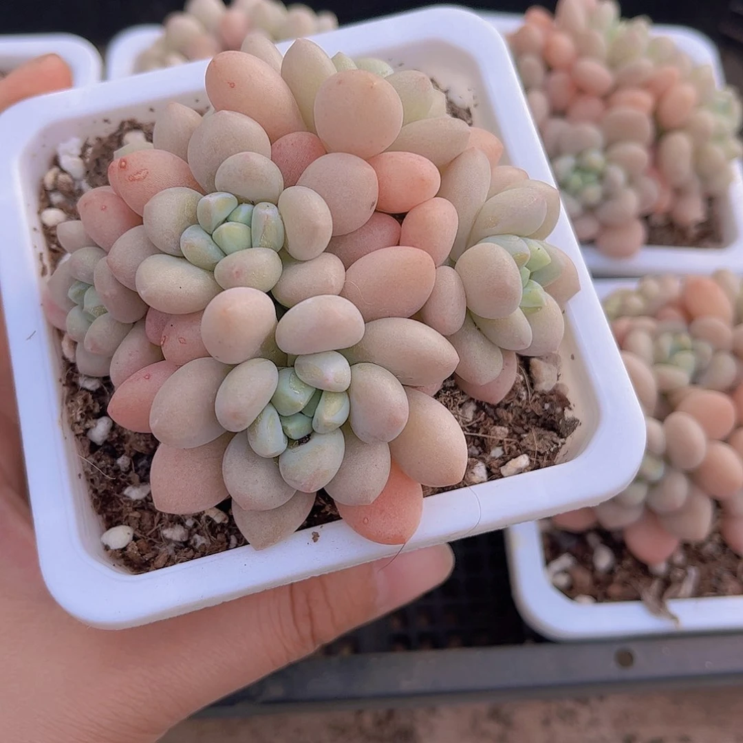 香*?洛可可多肉植物