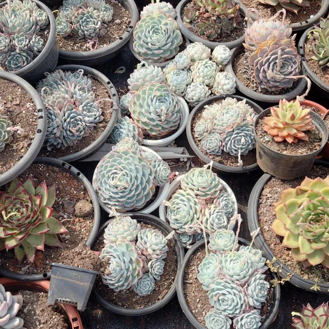 粉水晶14盆。         5178