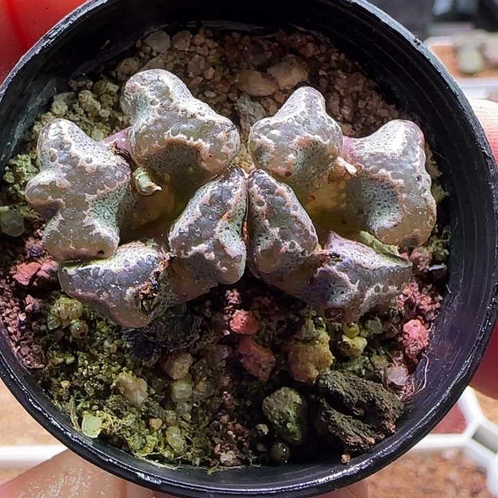 981。         特蝴蝶的一款