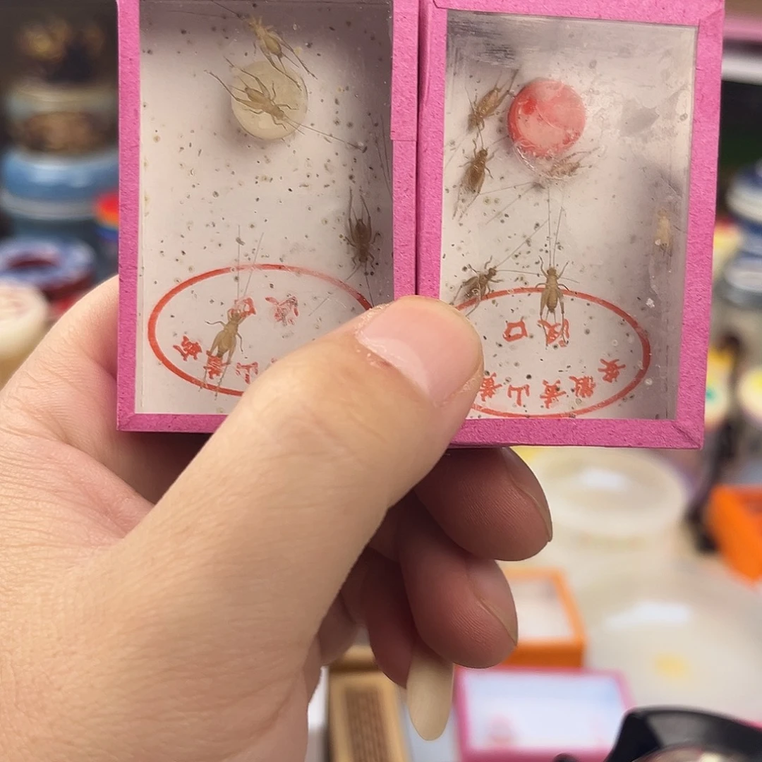 三盒小黄蛉拍拍拍