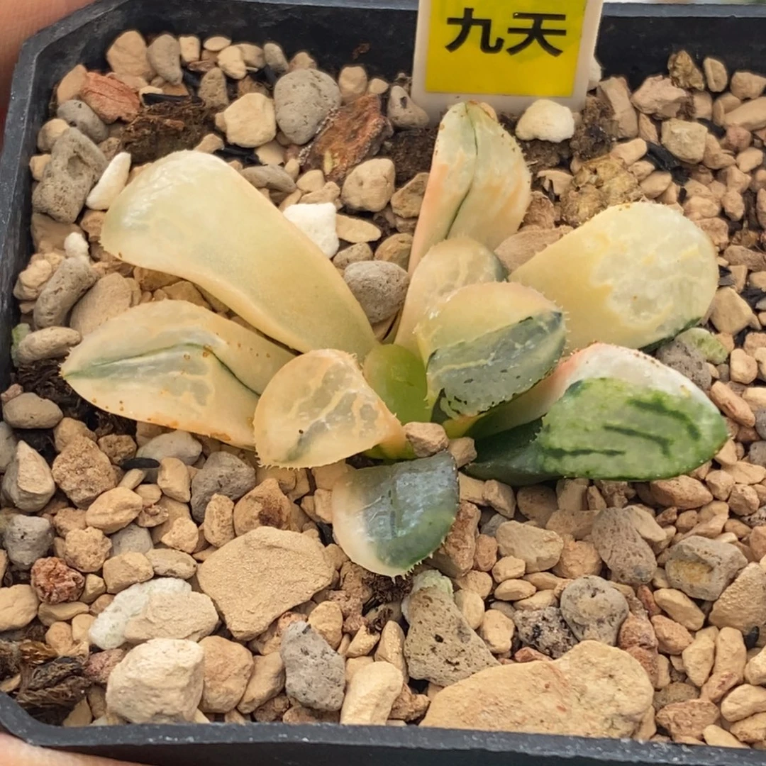 738号沁影锦多肉植物