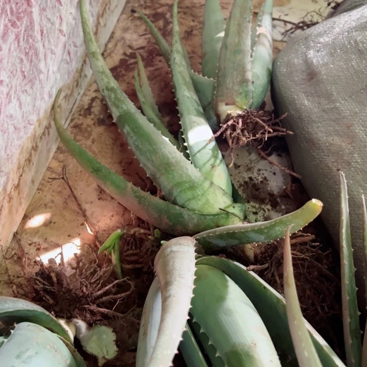 整颗5斤重库拉索芦荟