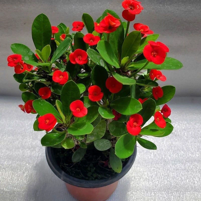 刺梅铁海棠盆栽绿植植物养易活花卉四季开花客厅室内好养阳台喜阳