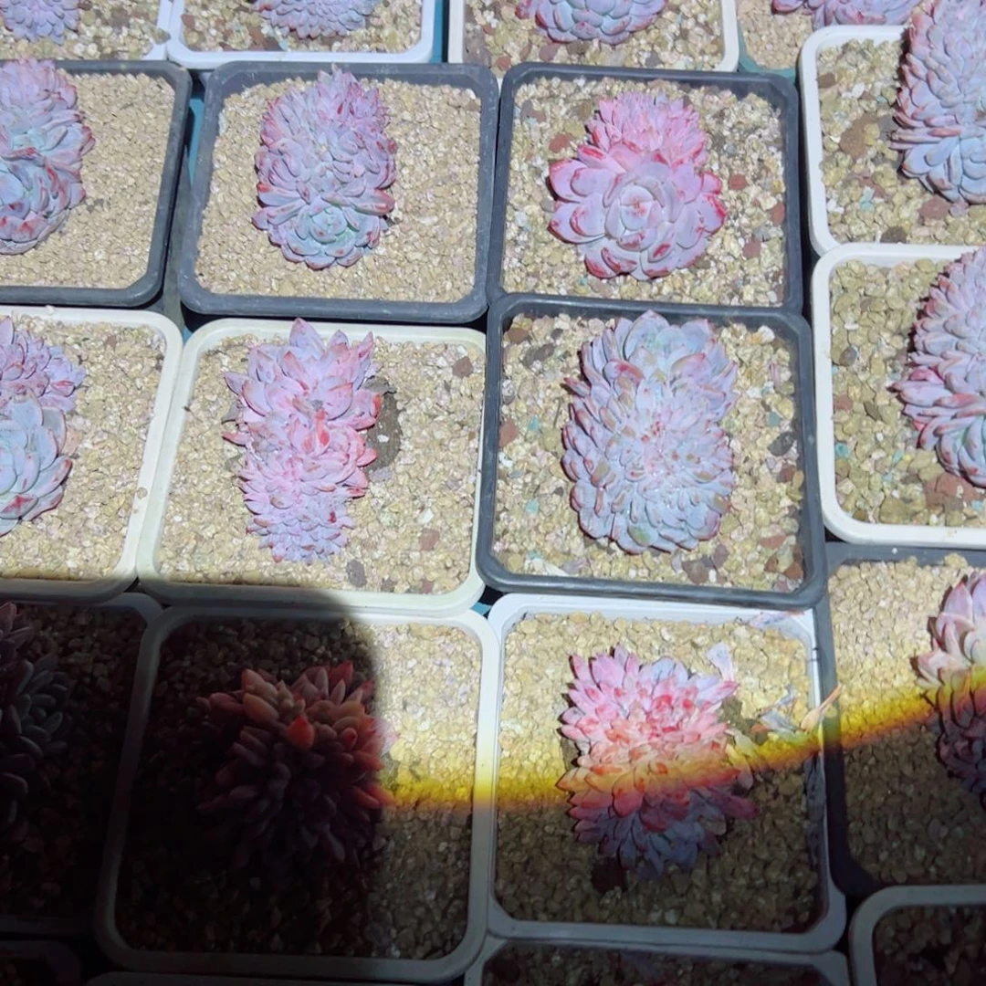 星影缀化随机发货