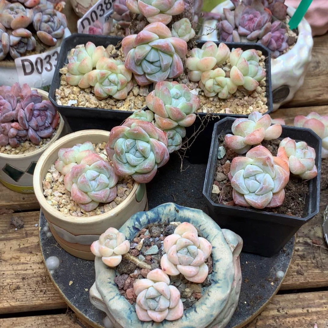 涵*D0396 涵轩 专拍冰玉6送1 共7棵