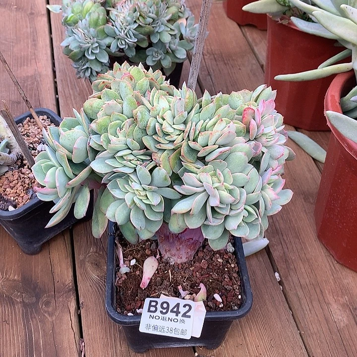 霞光缀化 942 需要延迟发货 退单拉黑