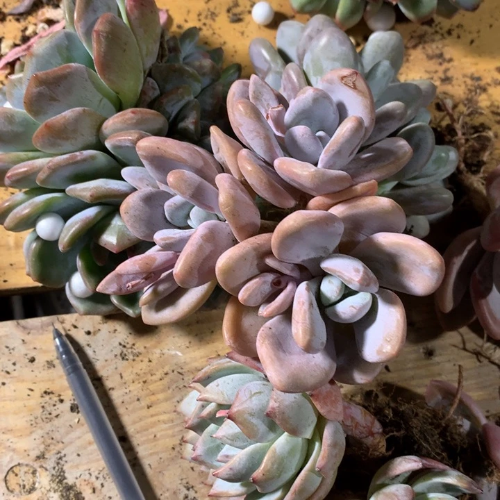 f***n粉兔满20包邮脱土发货