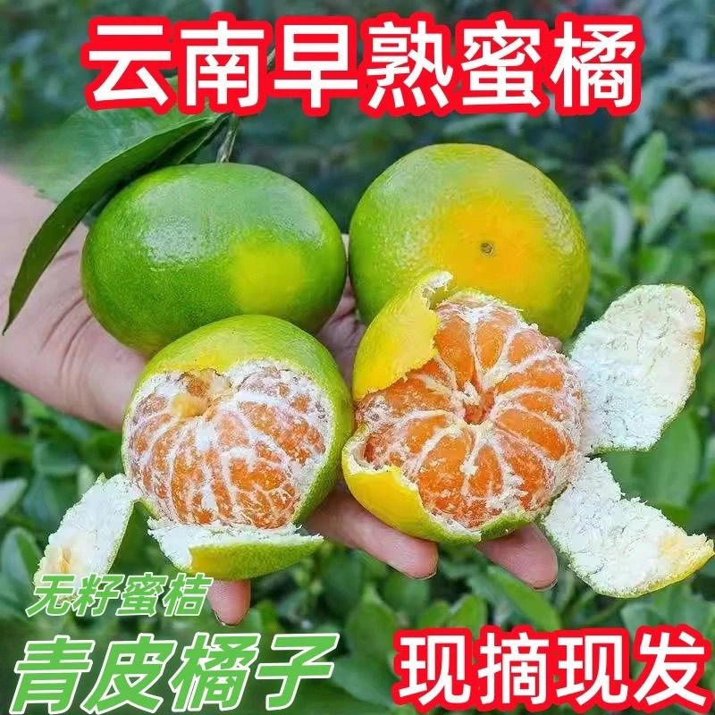 云南青皮蜜桔现摘新鲜水果皮薄无籽酸甜可口不打蜡不催黄