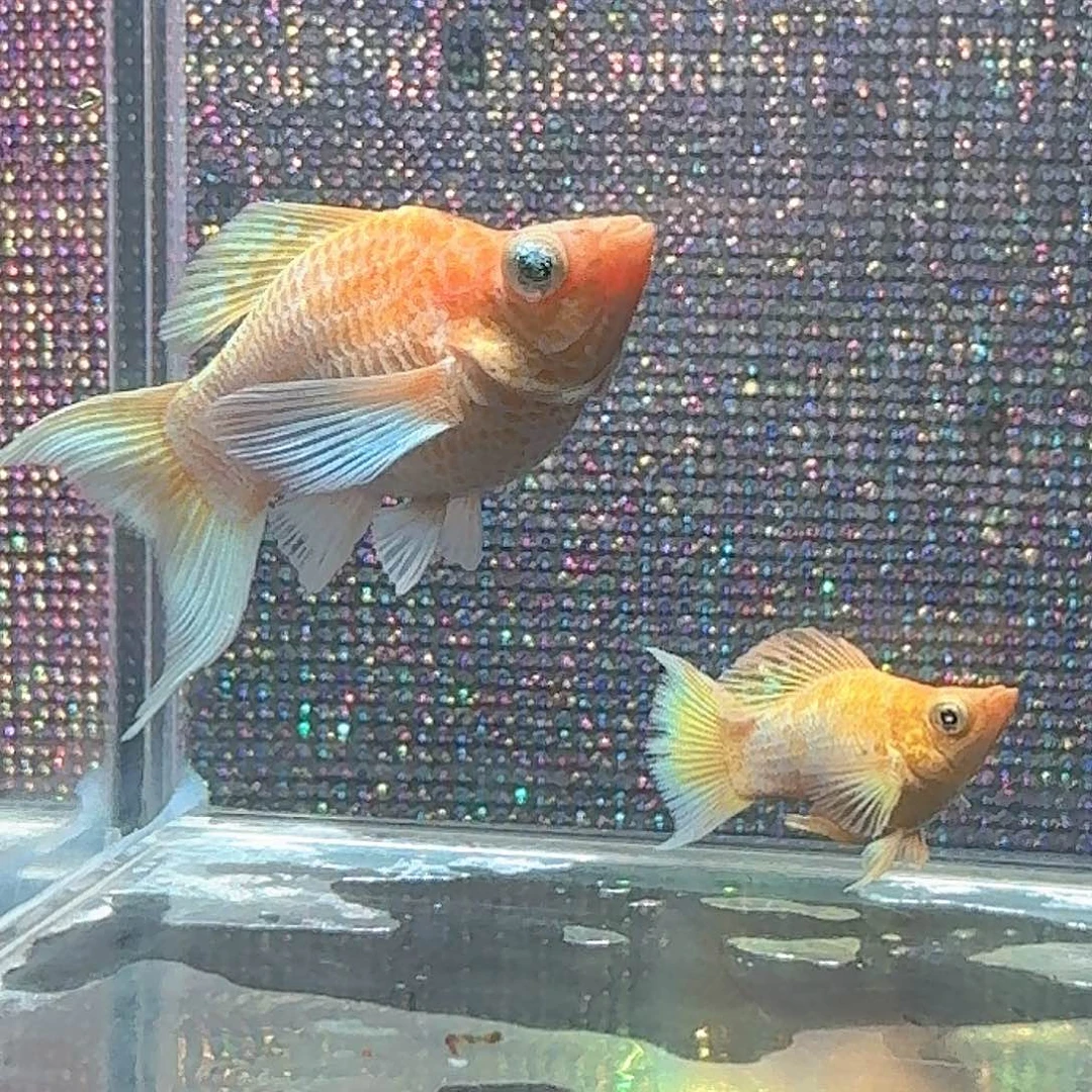 海水鱼燕尾黄金一对