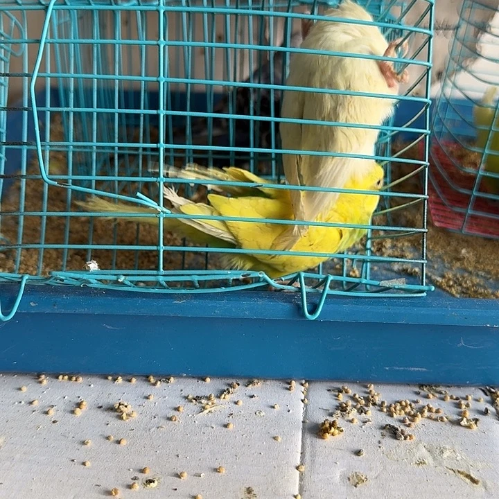虎皮鹦鹉大头鹦鹉