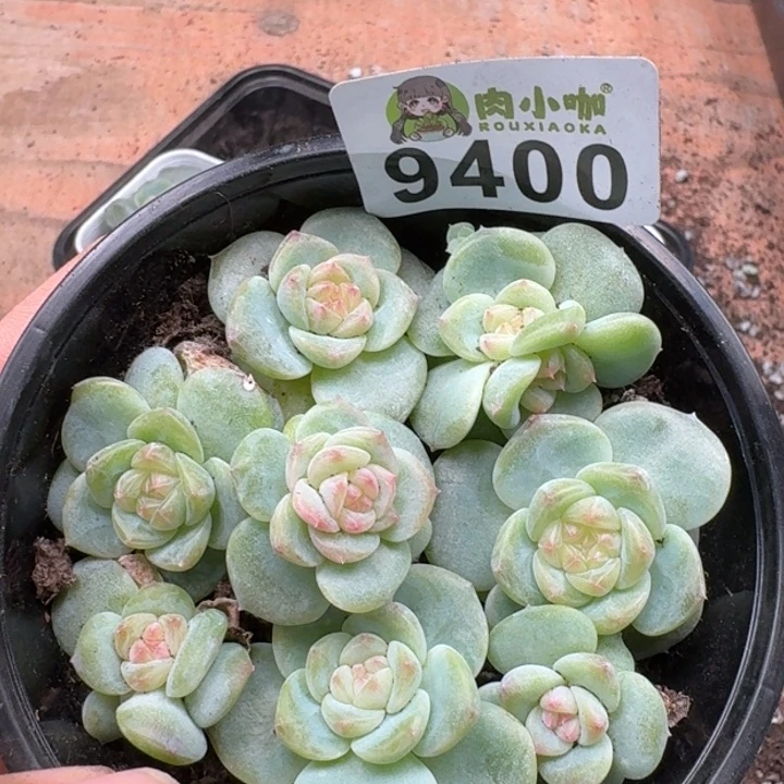 多肉植物多肉植物