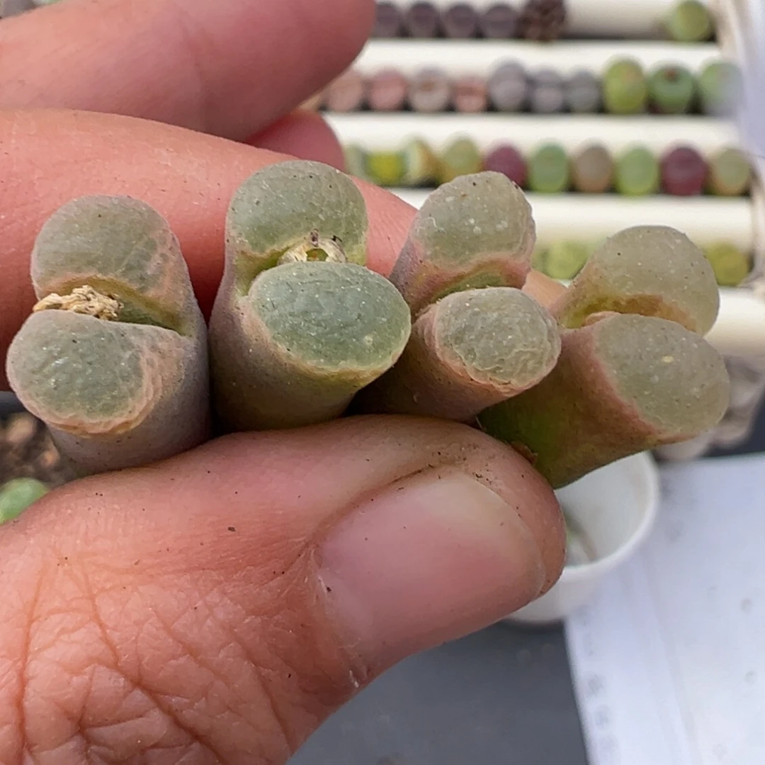 12.10好看的多肉脱土发货692