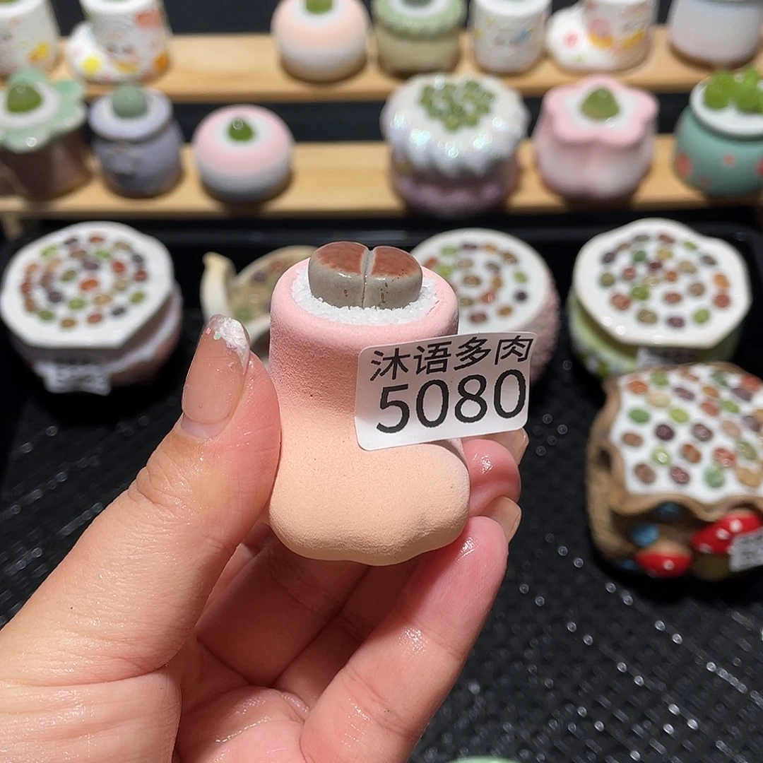 A***何带盆土植物 一物一拍5080