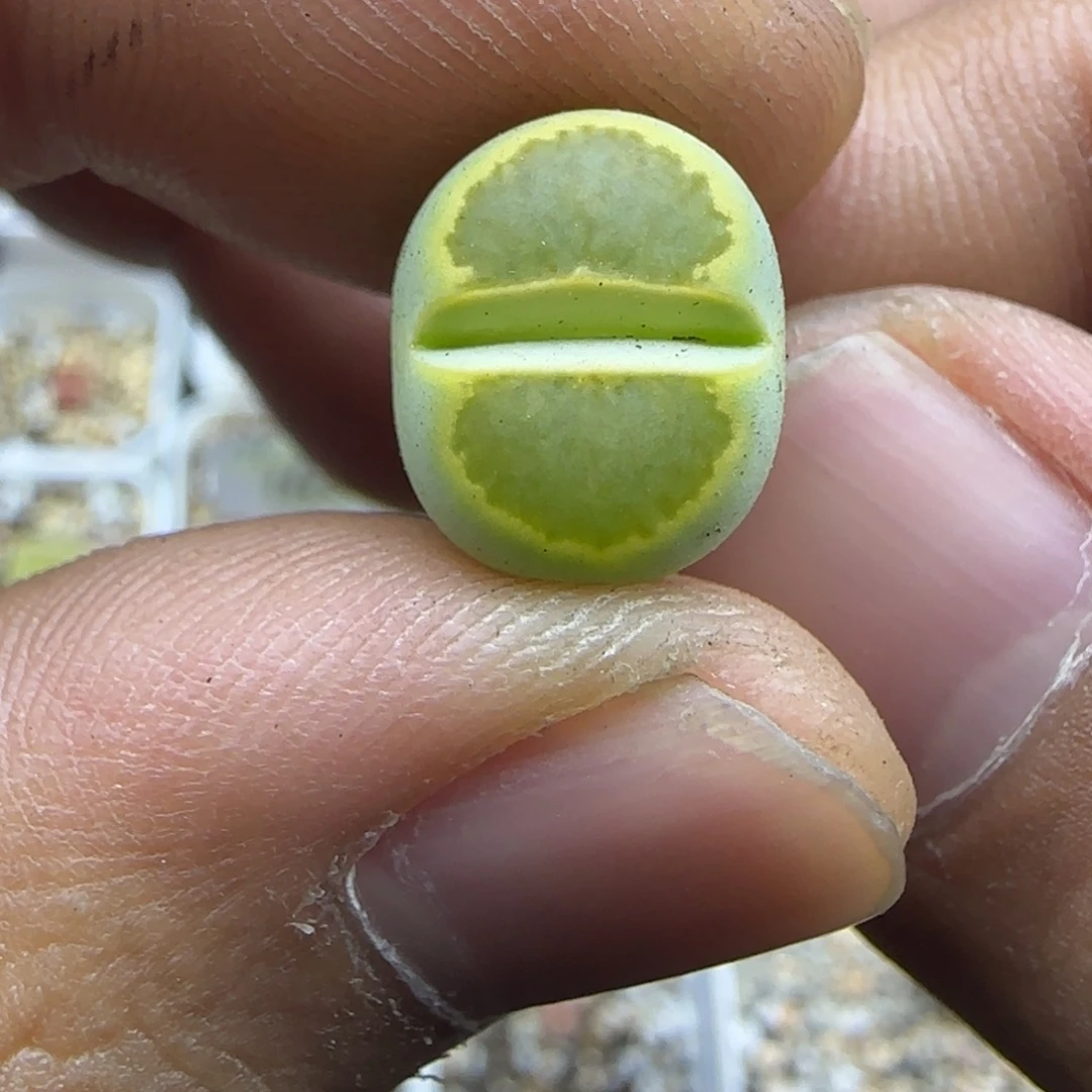 237 生石花大棚直播