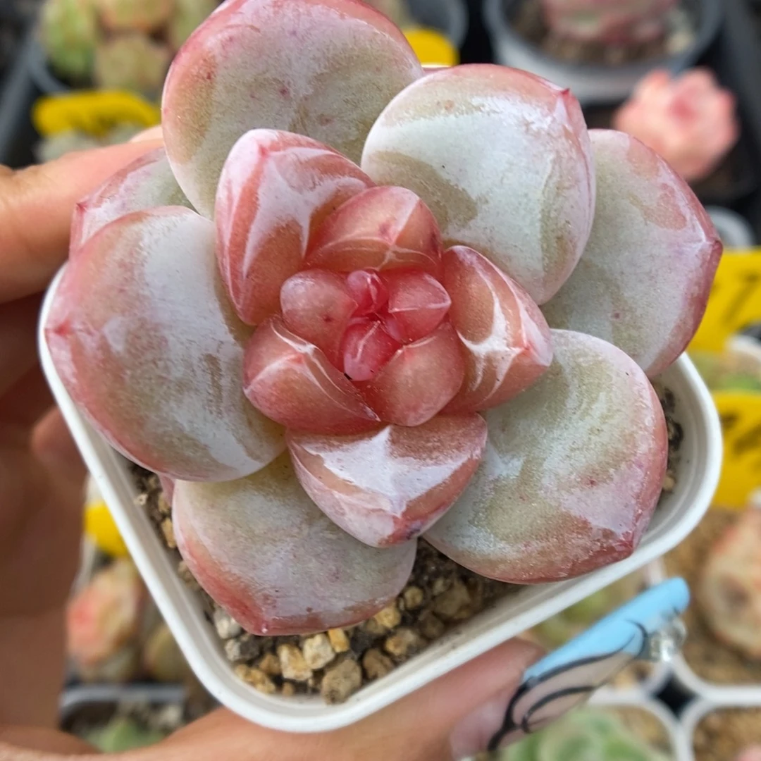 宝石心珍妮可拍442号