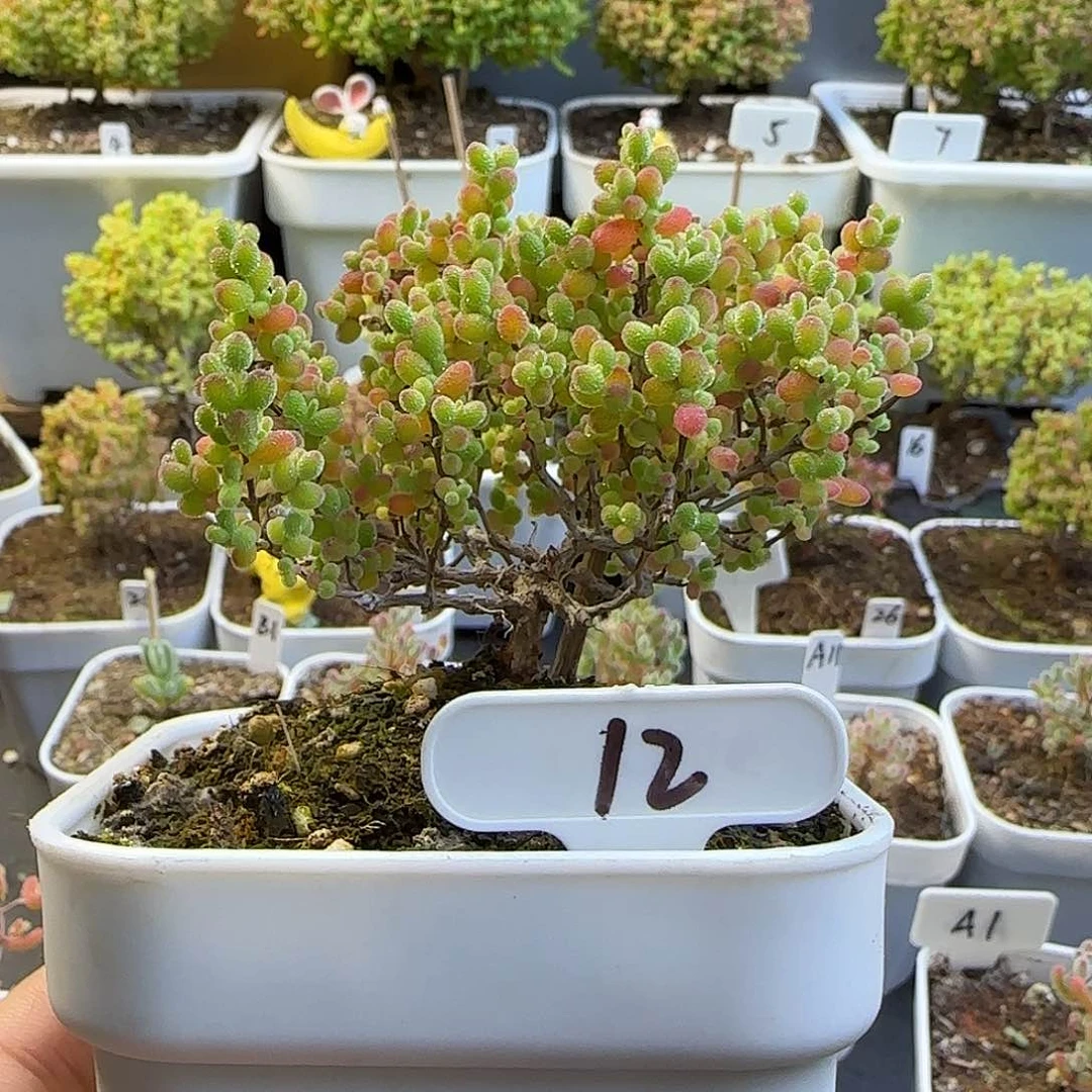 水*蜜橘糖球枝干番杏