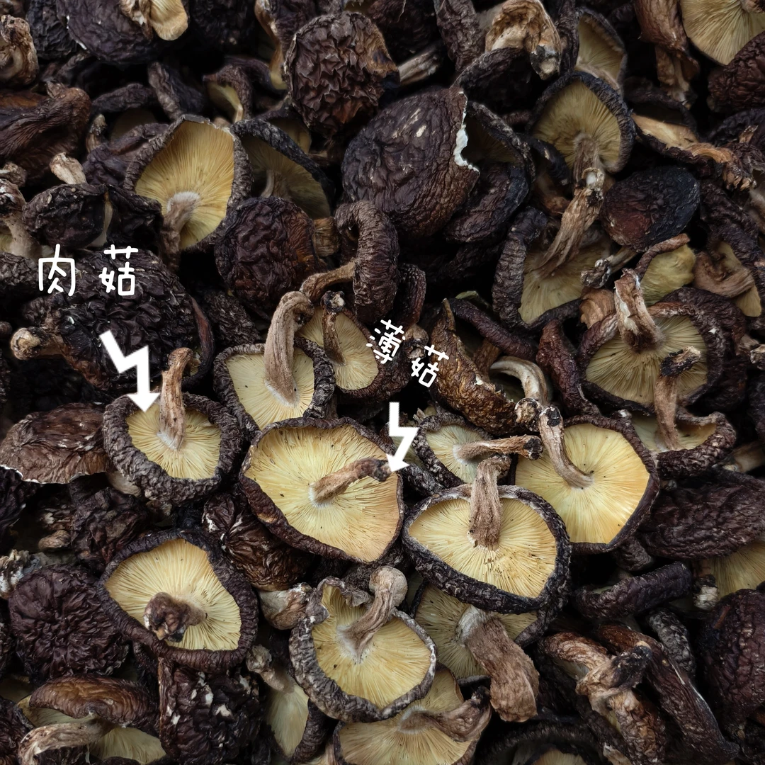 高山野外椴木香菇香气浓郁柴火烘烤爆炒炖汤佳品