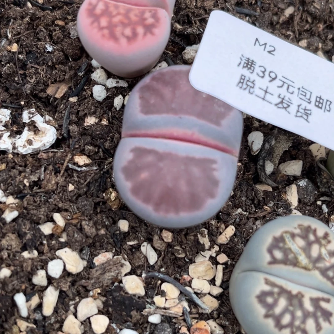 2紫菊哈哈哈哈哈哈哈