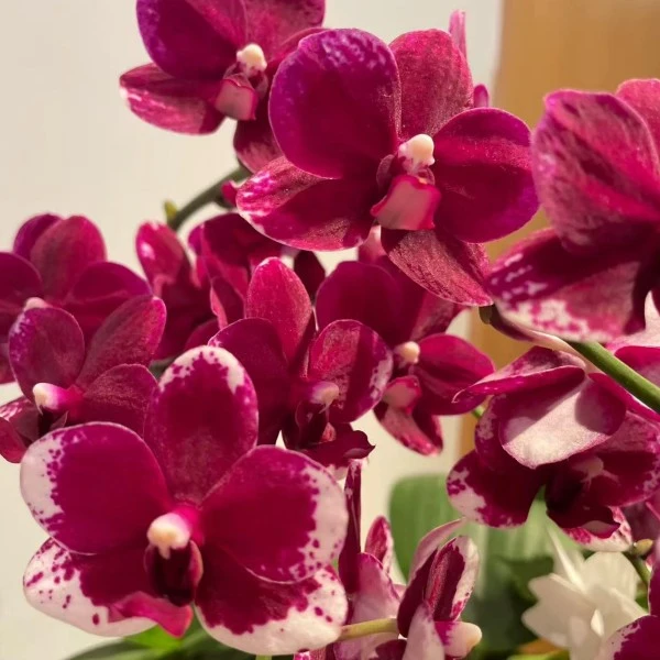 【带花剑】丝绒质感  红色系 蜡质花 名贵品种  胭脂蝴蝶兰