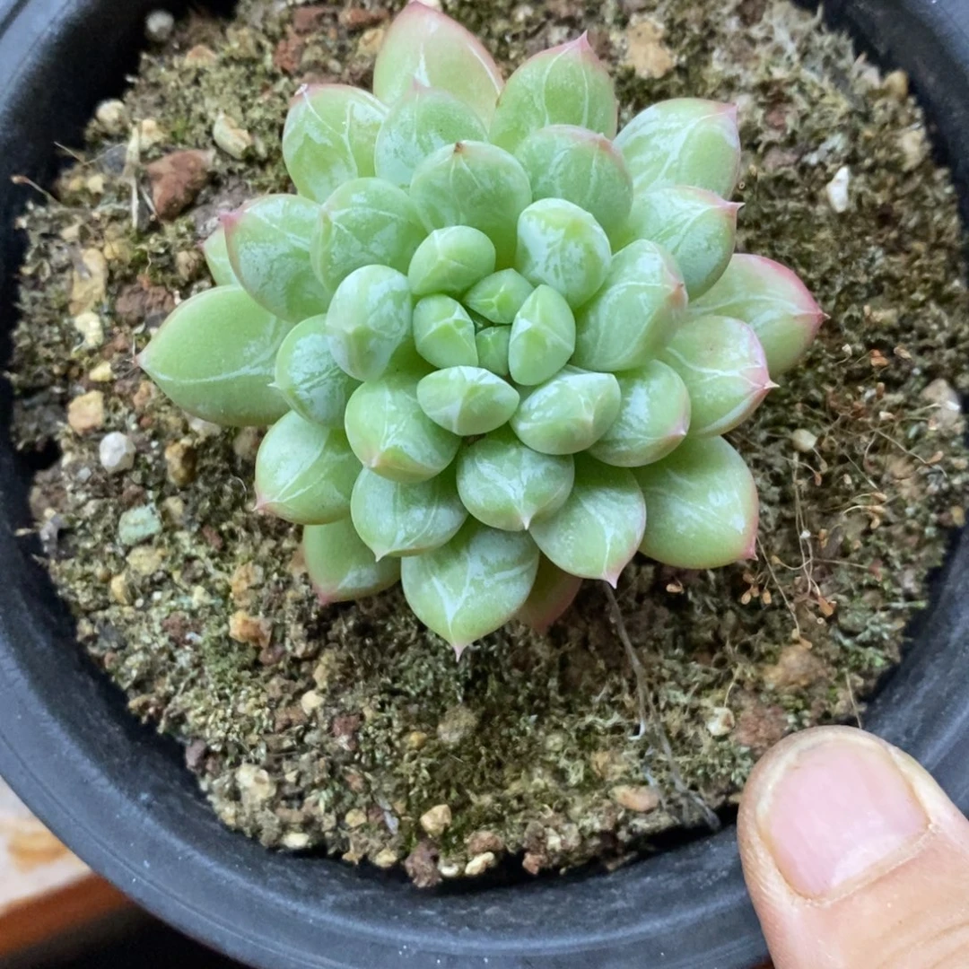 精品多肉一物一拍不包整202