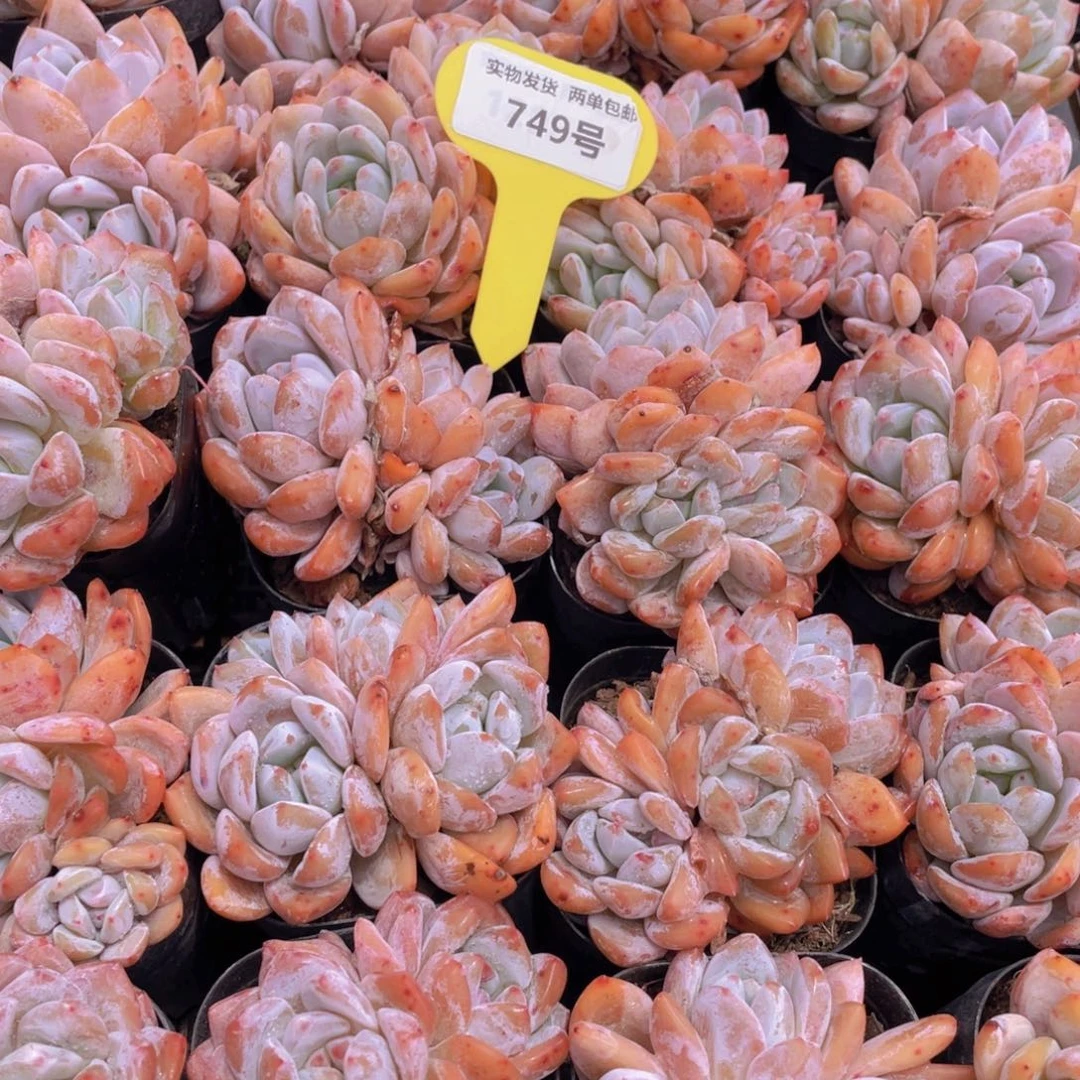 749号 开播福利韩版橙梦露群生一个