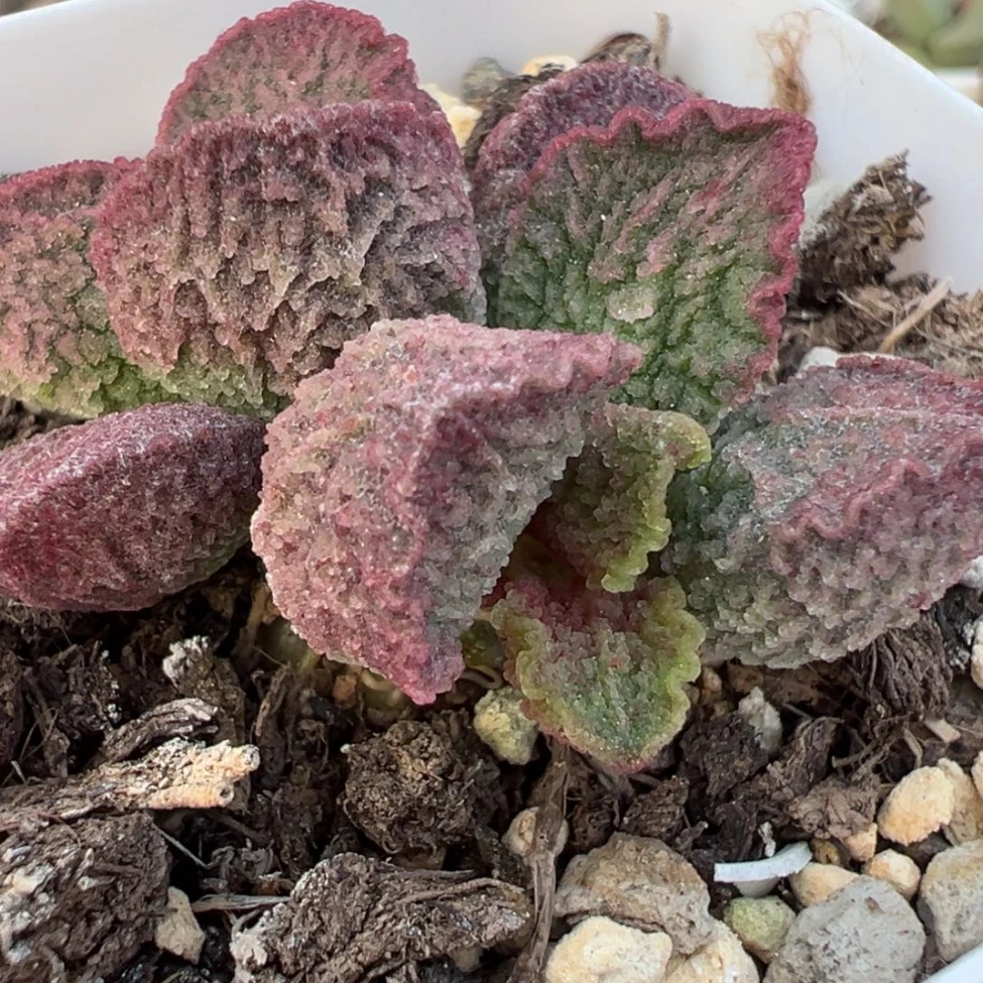 实生新品多头纯木质桩多肉植物