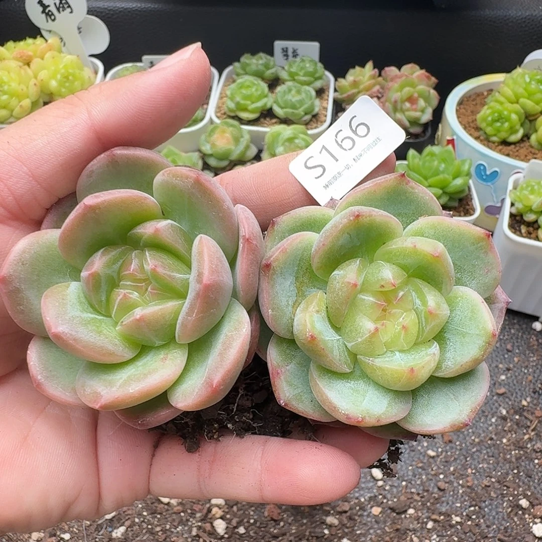 一物一拍一盒806-166