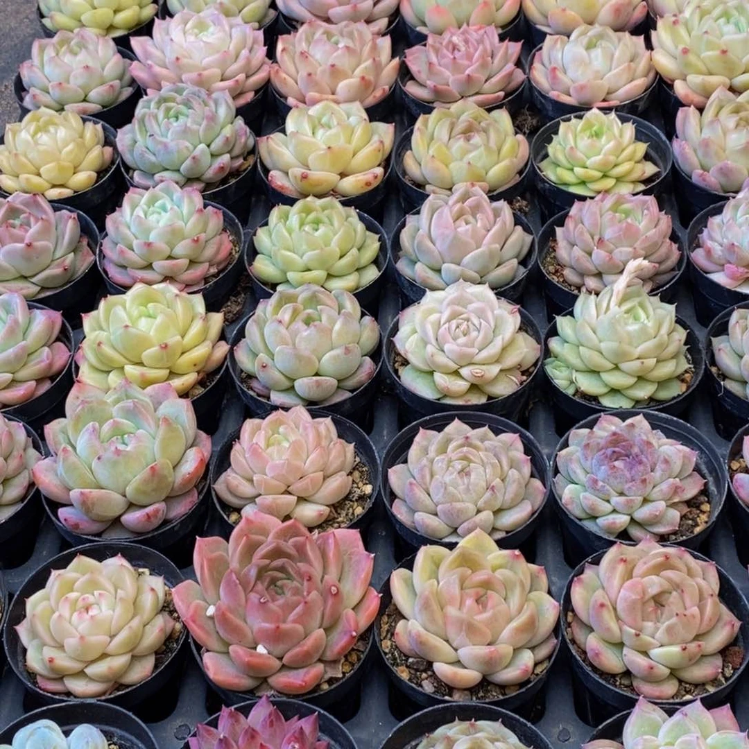 开*华342的人和我一起看电影