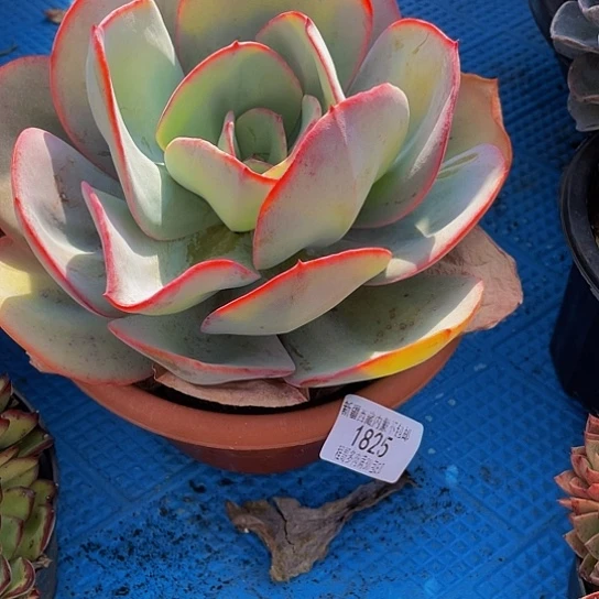 若****见布鲁克林的蓝1825多肉