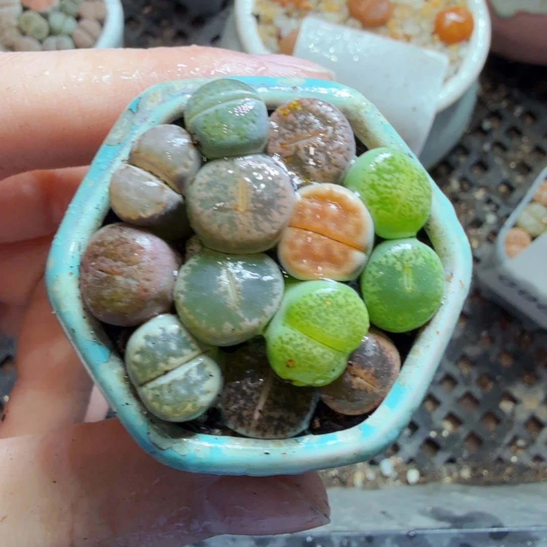 多肉葡萄的味道真的632