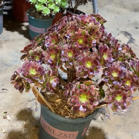 安娜多肉植物078