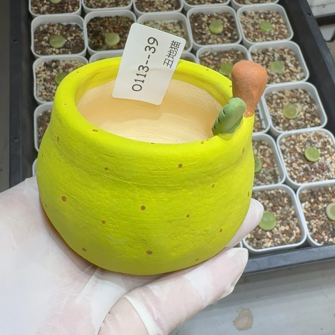 红陶依***彪0113-39盆盆