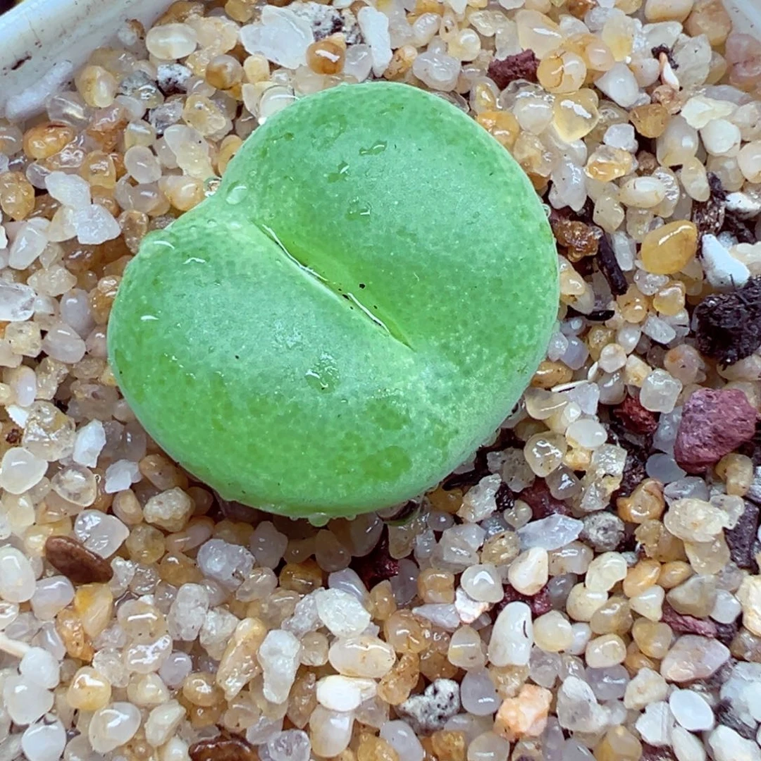 完全开放优秀的肉肉616-35