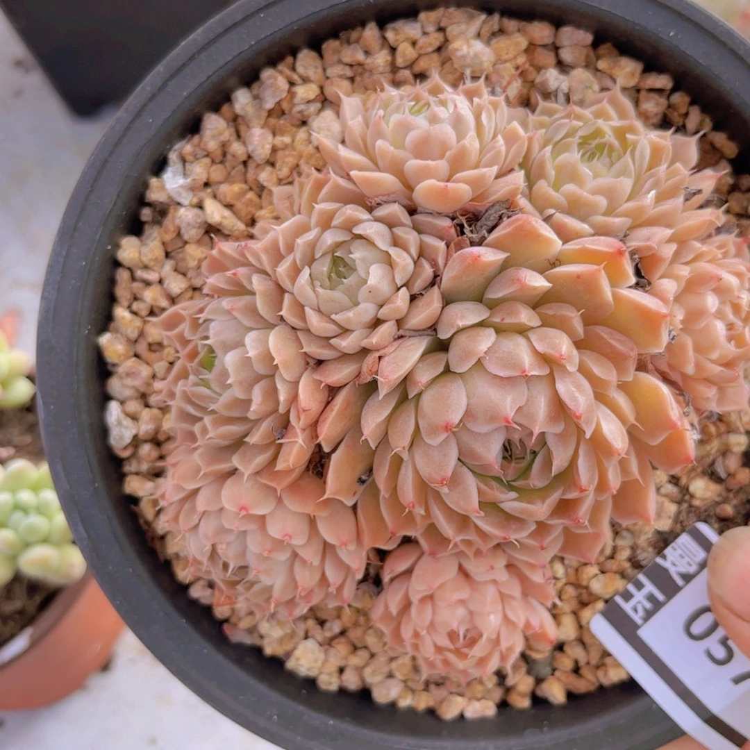 杂多肉植物哦0571