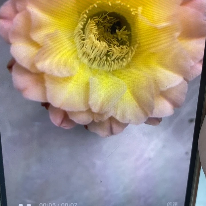 香香新品侧芽3公分左右