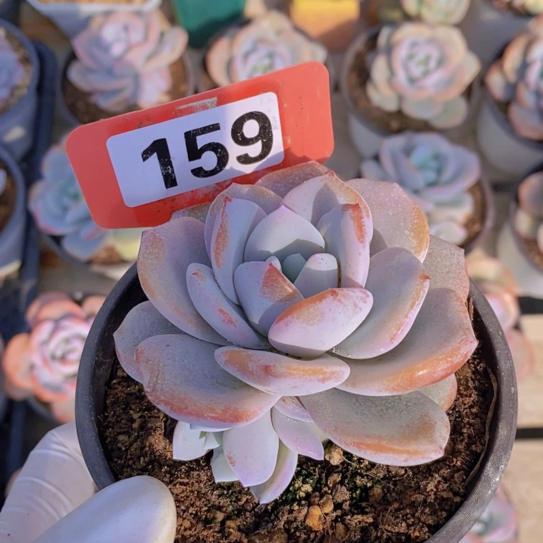 159奶茶多肉植物11111