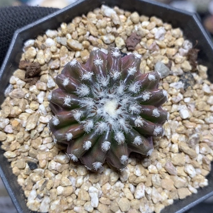 实生奇特球308号3.3cm