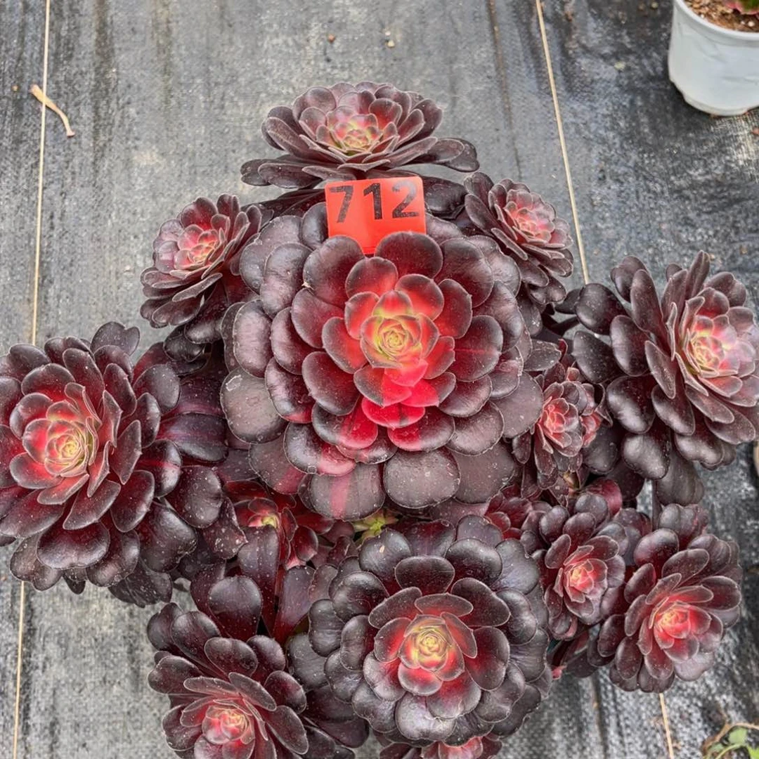 712多肉法师红日