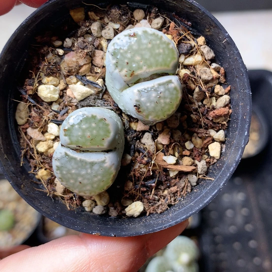 T393多肉植物保护