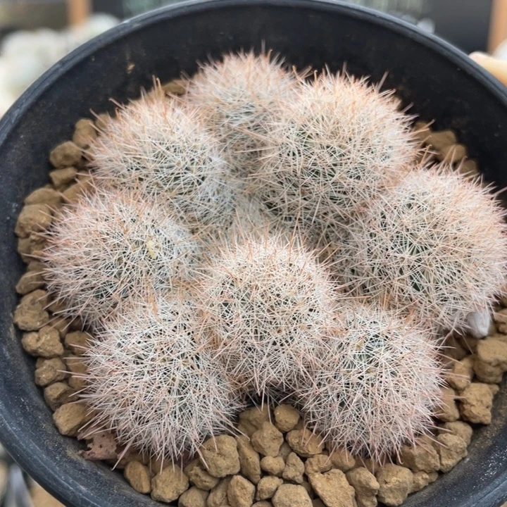 红姬玉       折后价