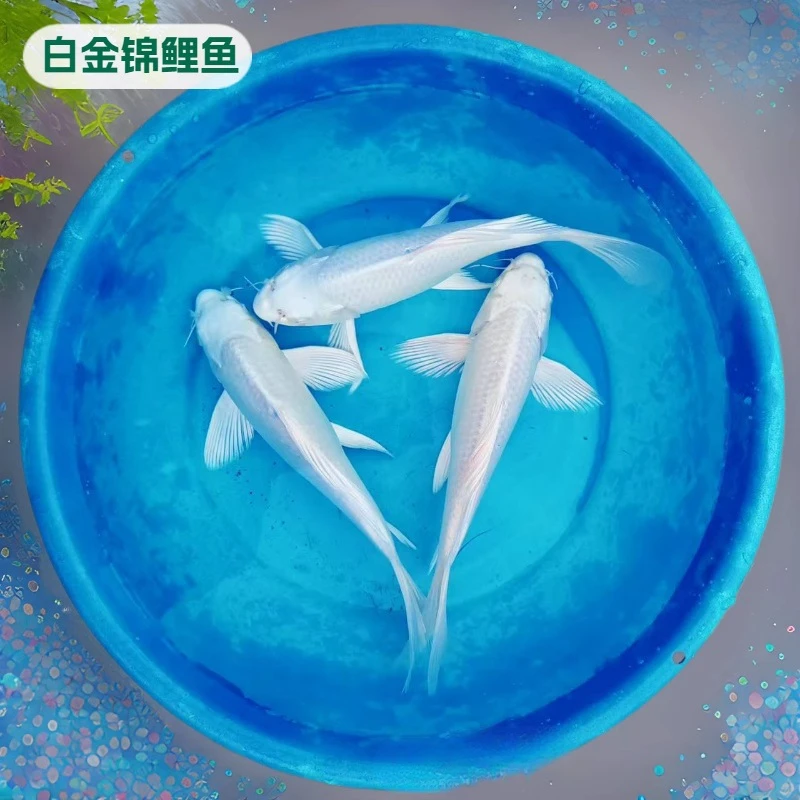 白金锦鲤冷水观赏鱼纯色锦鲤鱼白色活体白招财风水活鱼热带鱼批发