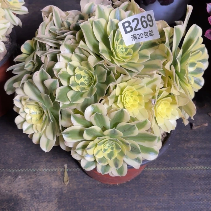 瑞妈一物一拍269