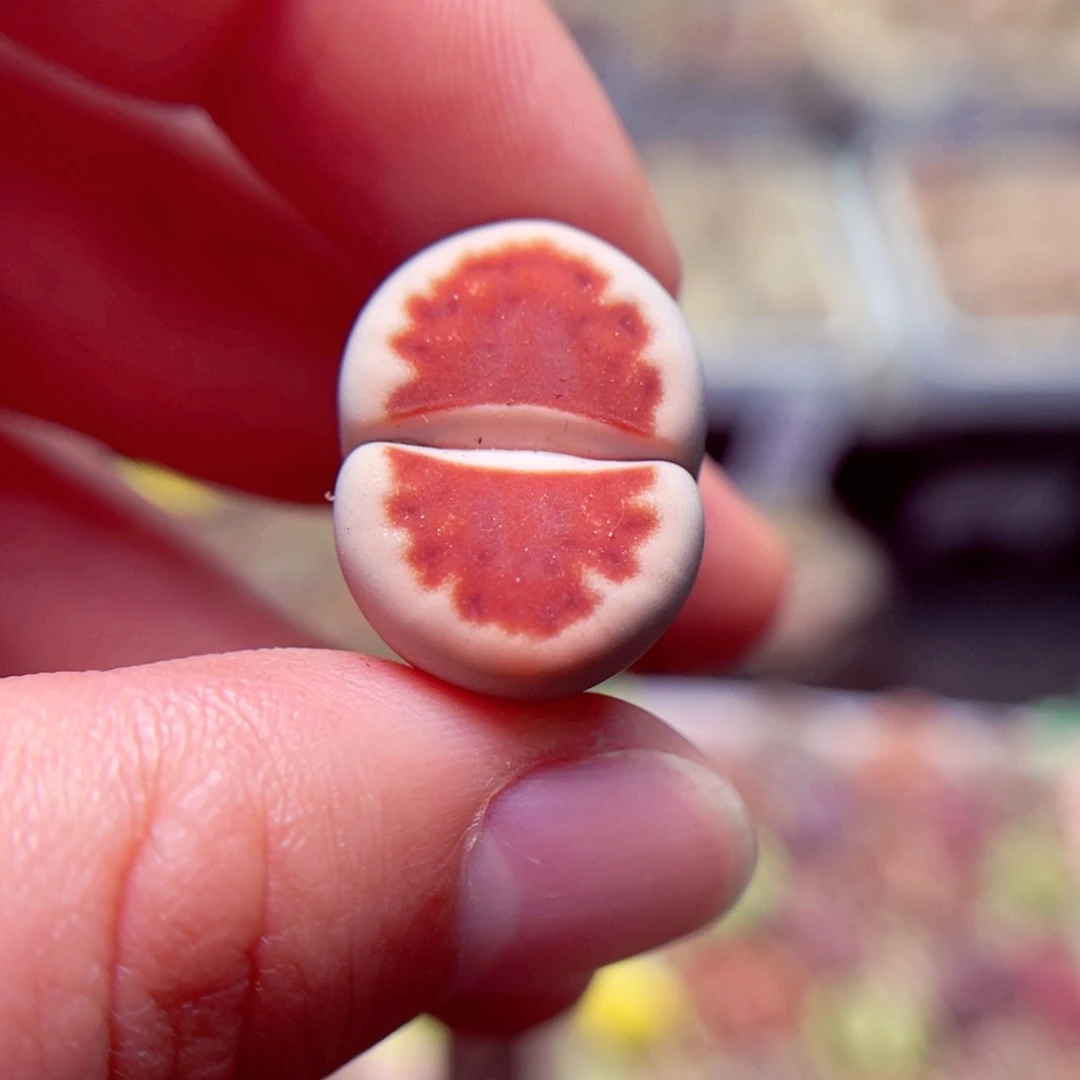 月***南368号带盆盆包邮发货