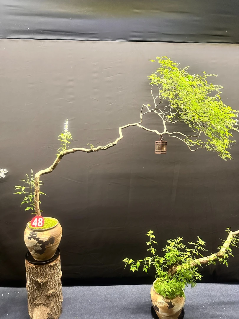 一物一拍【海岛黄荆】打造茶室茶空间 中式造型盆景