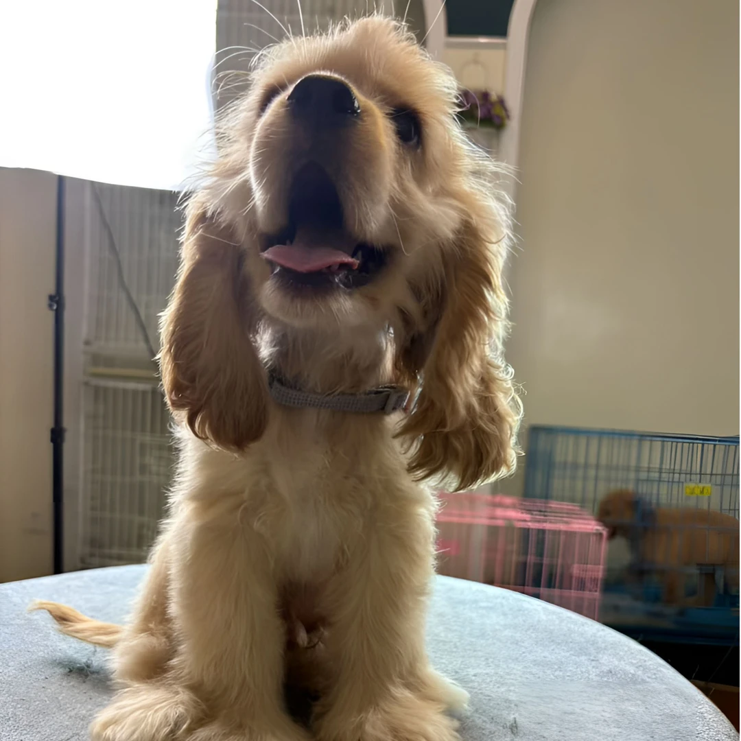 美国可卡犬DD 疫苗全重庆可上门选狗