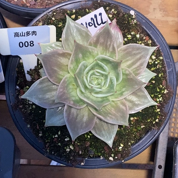 08直播福利虎皮星星锦13